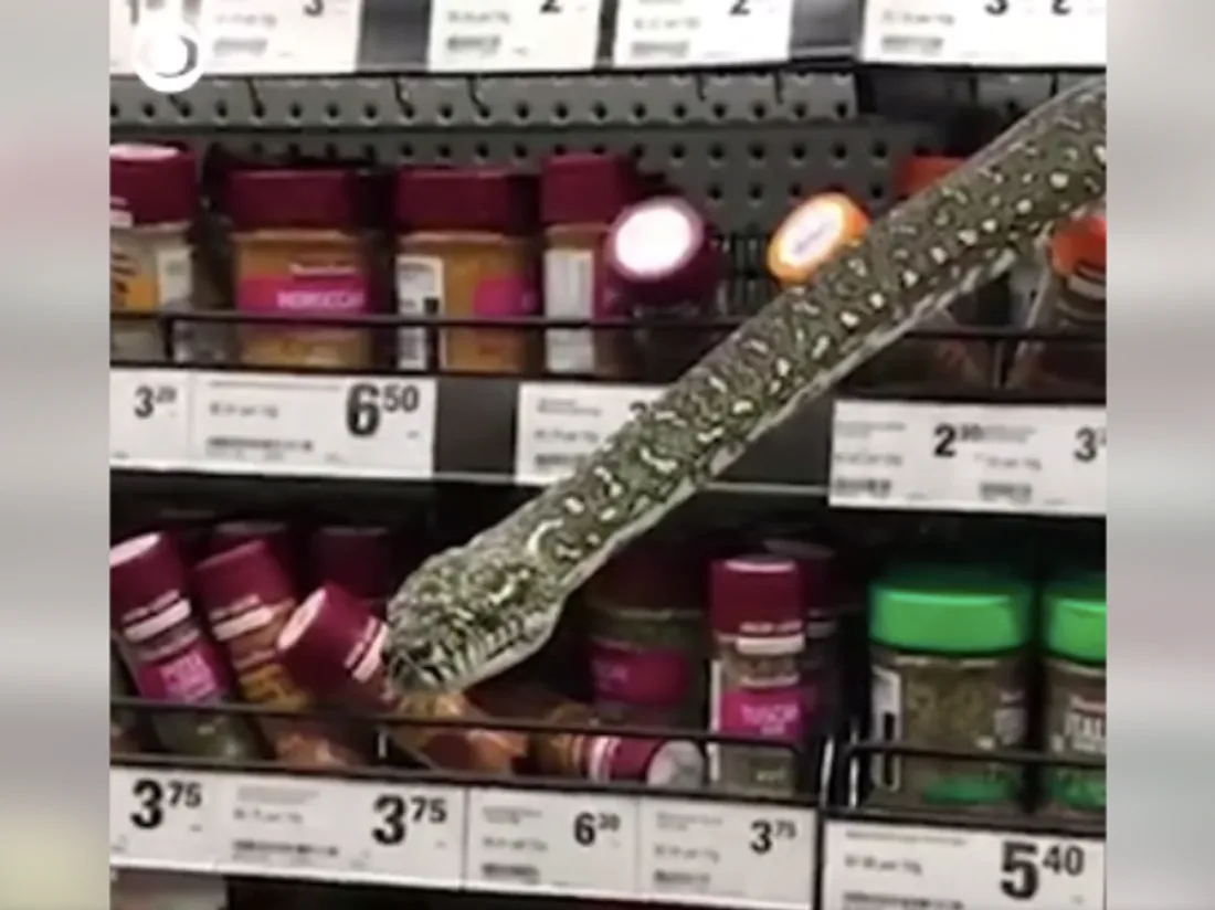 Un serpent dans le rayon d'un supermarché de Sydney